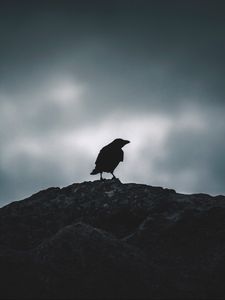 Preview wallpaper raven, silhouette, bird, sky, dark