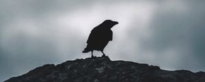 Preview wallpaper raven, silhouette, bird, sky, dark