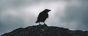 Preview wallpaper raven, silhouette, bird, sky, dark