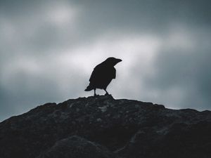 Preview wallpaper raven, silhouette, bird, sky, dark