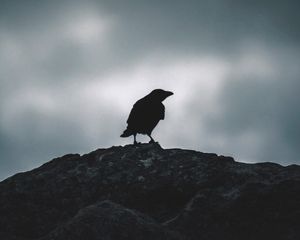 Preview wallpaper raven, silhouette, bird, sky, dark