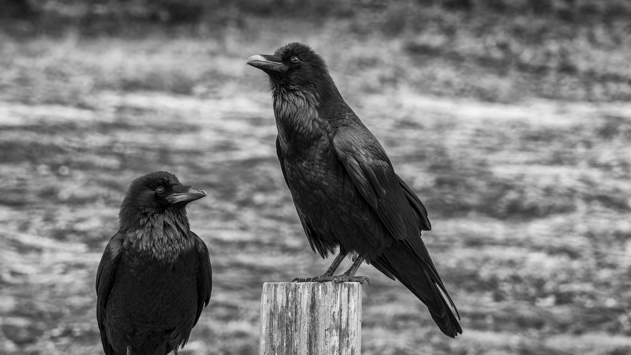 Wallpaper ravens, birds, black, bw