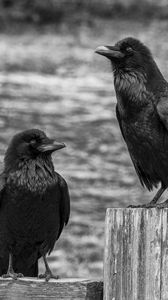 Preview wallpaper ravens, birds, black, bw