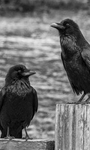 Preview wallpaper ravens, birds, black, bw