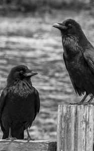 Preview wallpaper ravens, birds, black, bw