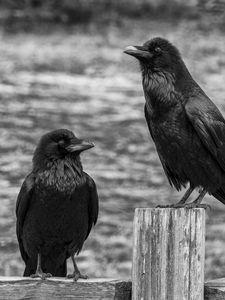 Preview wallpaper ravens, birds, black, bw