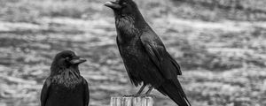 Preview wallpaper ravens, birds, black, bw