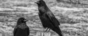 Preview wallpaper ravens, birds, black, bw