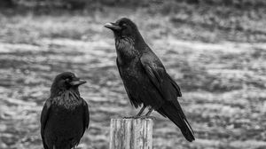 Preview wallpaper ravens, birds, black, bw