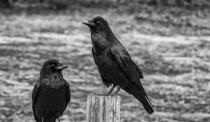 Preview wallpaper ravens, birds, black, bw