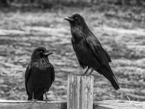 Preview wallpaper ravens, birds, black, bw