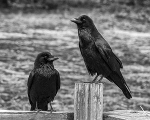 Preview wallpaper ravens, birds, black, bw