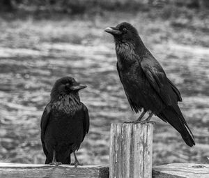 Preview wallpaper ravens, birds, black, bw