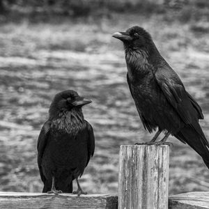 Preview wallpaper ravens, birds, black, bw