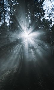 Preview wallpaper rays, forest, trees, glow, fog