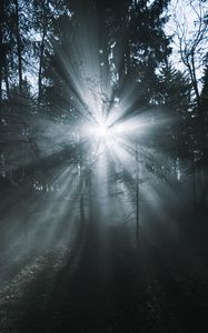 Preview wallpaper rays, forest, trees, glow, fog
