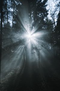 Preview wallpaper rays, forest, trees, glow, fog