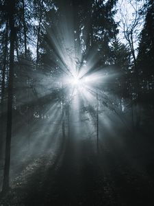 Preview wallpaper rays, forest, trees, glow, fog