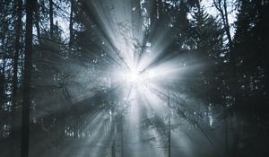 Preview wallpaper rays, forest, trees, glow, fog