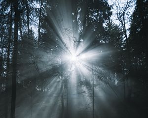 Preview wallpaper rays, forest, trees, glow, fog