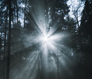 Preview wallpaper rays, forest, trees, glow, fog