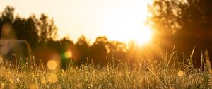 Preview wallpaper rays, grass, field, glare