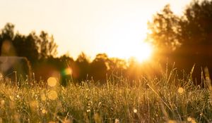 Preview wallpaper rays, grass, field, glare