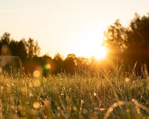 Preview wallpaper rays, grass, field, glare