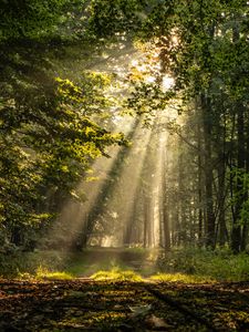 Preview wallpaper rays, path, forest, branches, trees