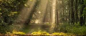 Preview wallpaper rays, path, forest, branches, trees