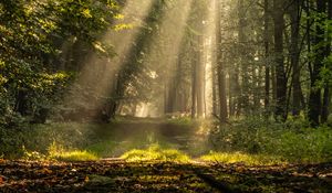 Preview wallpaper rays, path, forest, branches, trees