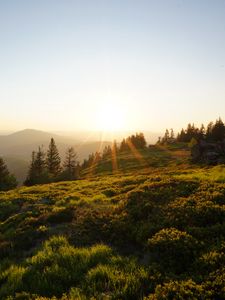 Preview wallpaper rays, slope, grass, trees, sun