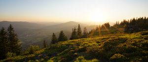 Preview wallpaper rays, slope, grass, trees, sun