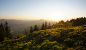 Preview wallpaper rays, slope, grass, trees, sun