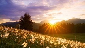 Preview wallpaper rays, sun, daffodils, flowers, grass