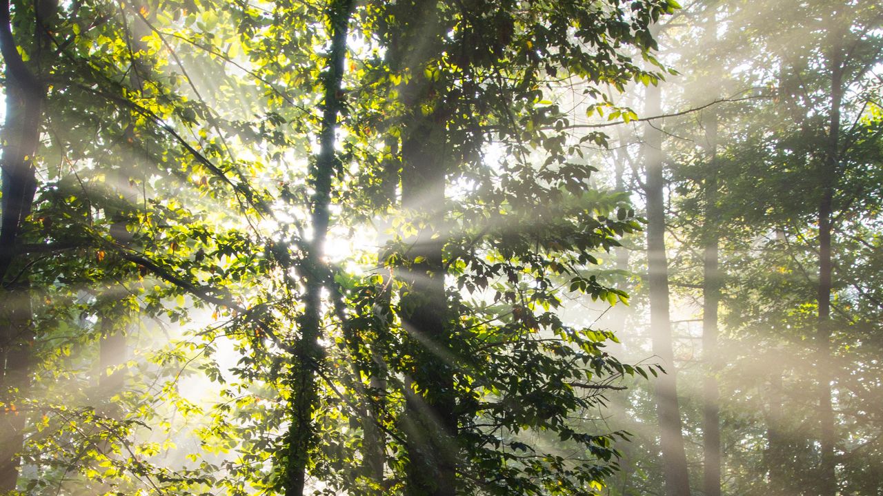 Wallpaper rays, trees, branches, forest