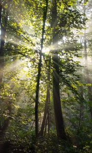 Preview wallpaper rays, trees, branches, forest