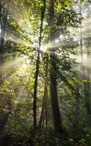 Preview wallpaper rays, trees, branches, forest