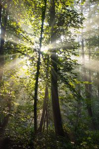 Preview wallpaper rays, trees, branches, forest