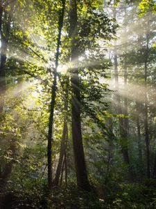 Preview wallpaper rays, trees, branches, forest