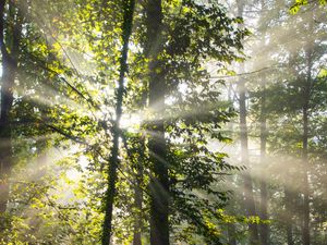 Preview wallpaper rays, trees, branches, forest