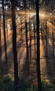 Preview wallpaper rays, trees, grass, sun