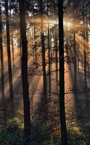 Preview wallpaper rays, trees, grass, sun