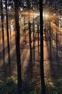 Preview wallpaper rays, trees, grass, sun