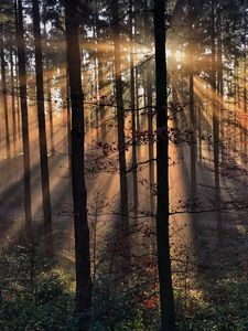 Preview wallpaper rays, trees, grass, sun