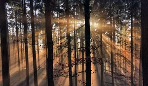 Preview wallpaper rays, trees, grass, sun
