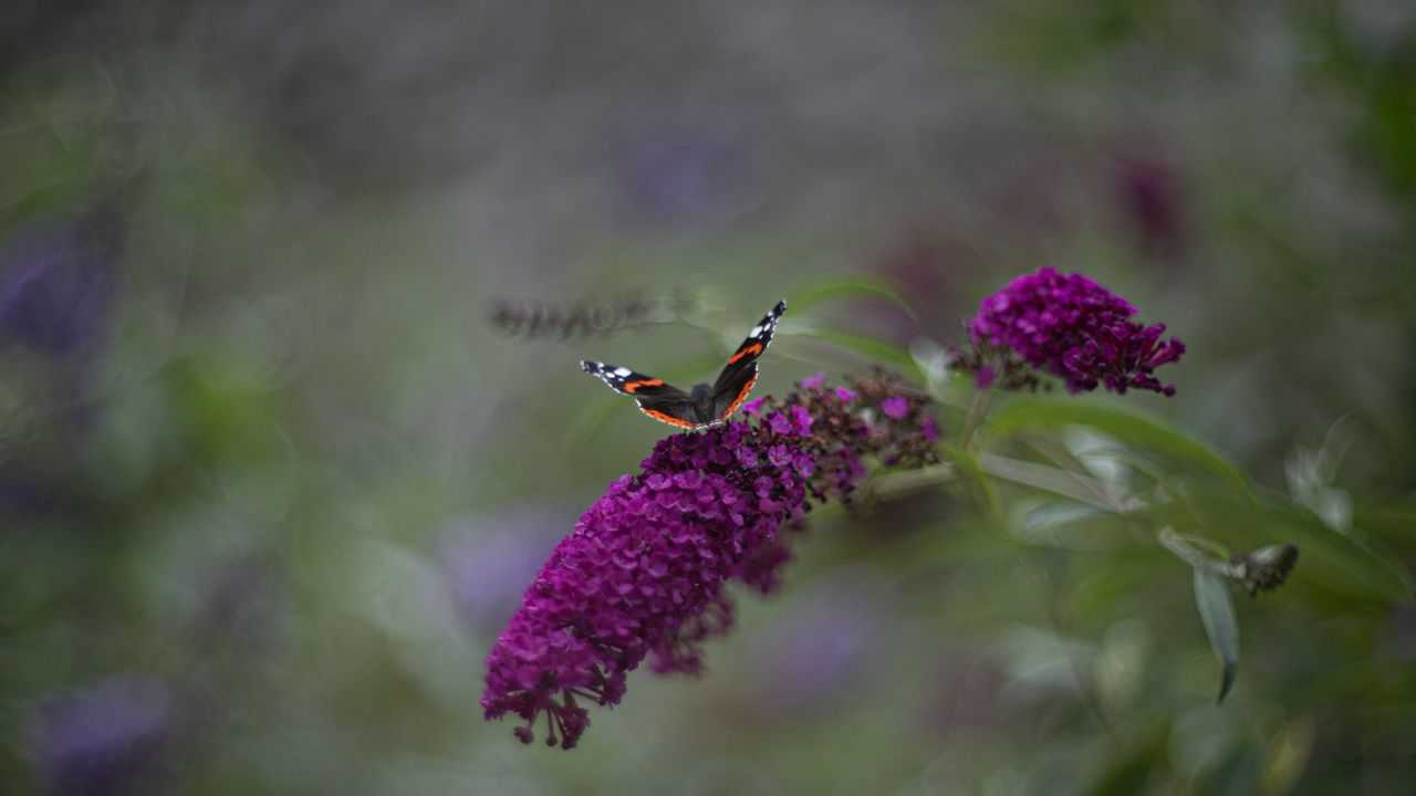 Wallpaper red admiral, butterfly, buddleja davidii, inflorescence, flower, macro