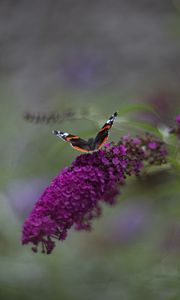 Preview wallpaper red admiral, butterfly, buddleja davidii, inflorescence, flower, macro