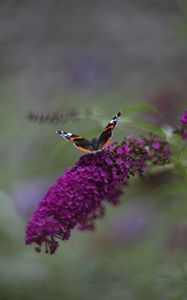 Preview wallpaper red admiral, butterfly, buddleja davidii, inflorescence, flower, macro