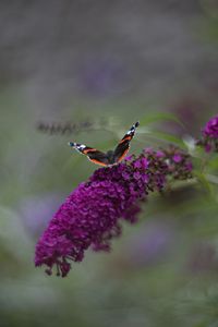 Preview wallpaper red admiral, butterfly, buddleja davidii, inflorescence, flower, macro